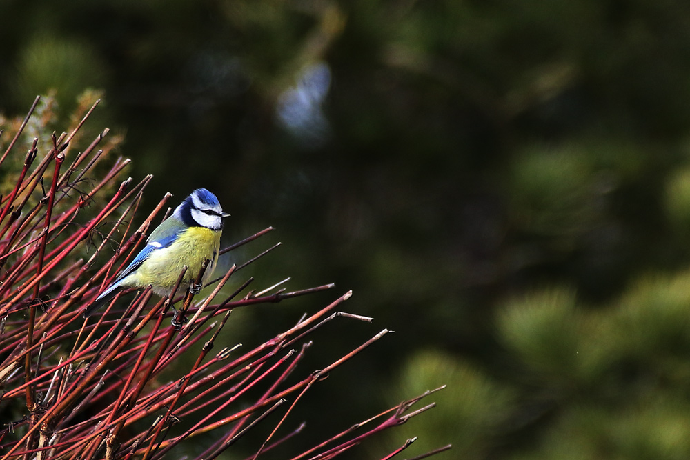 Blaumeise