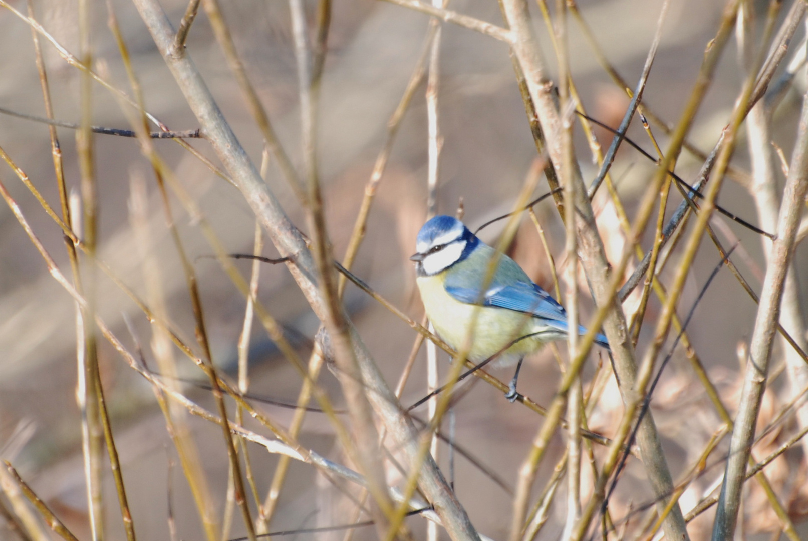 Blaumeise