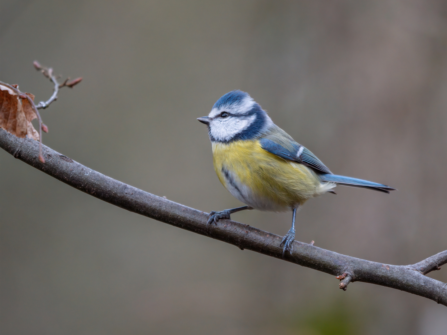 Blaumeise