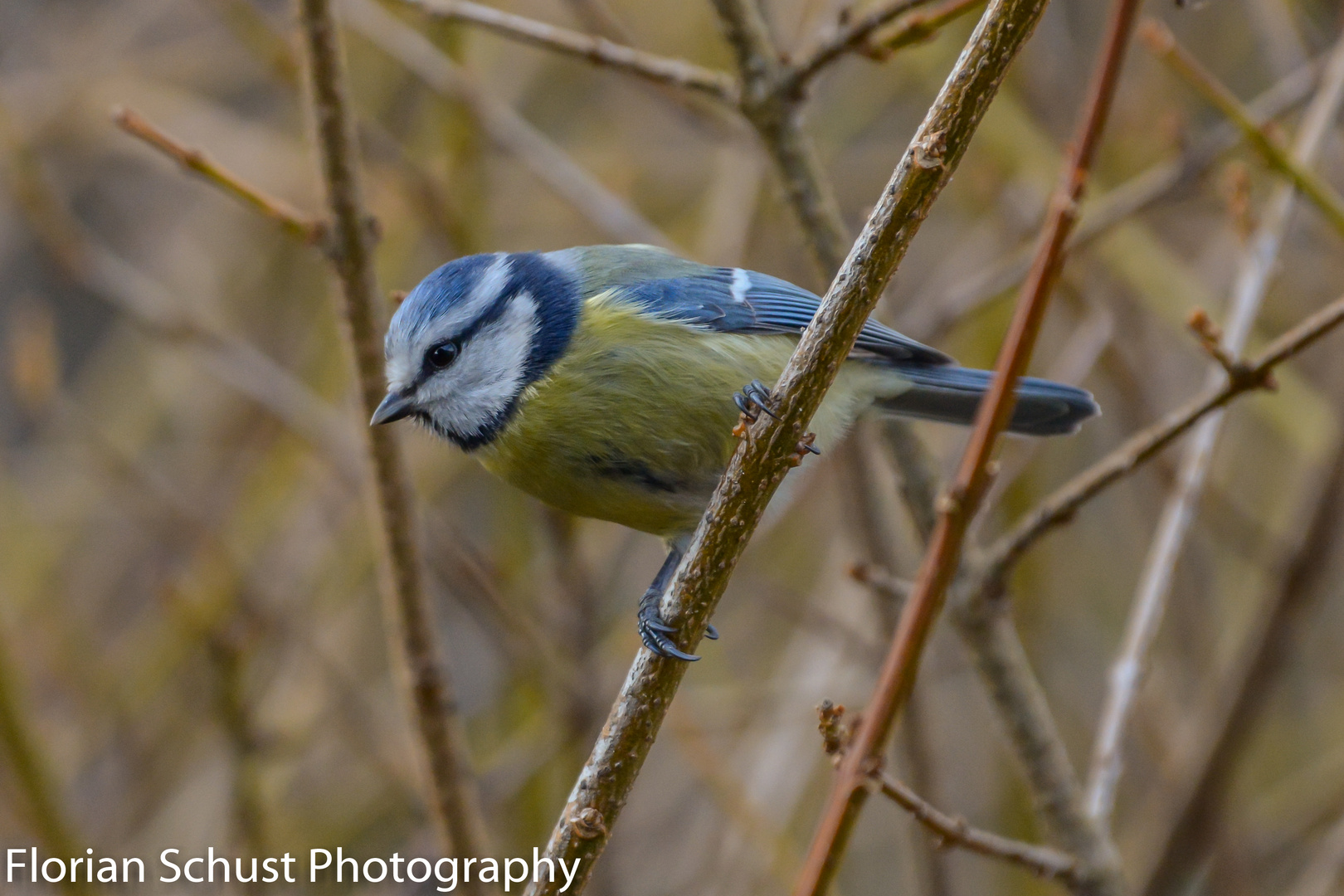 Blaumeise