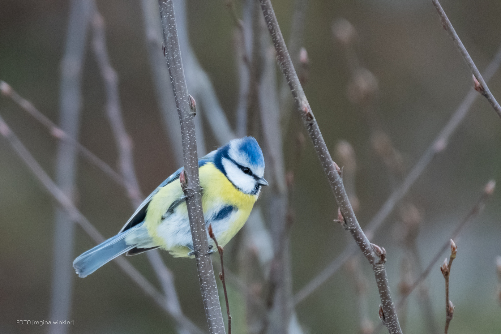 Blaumeise