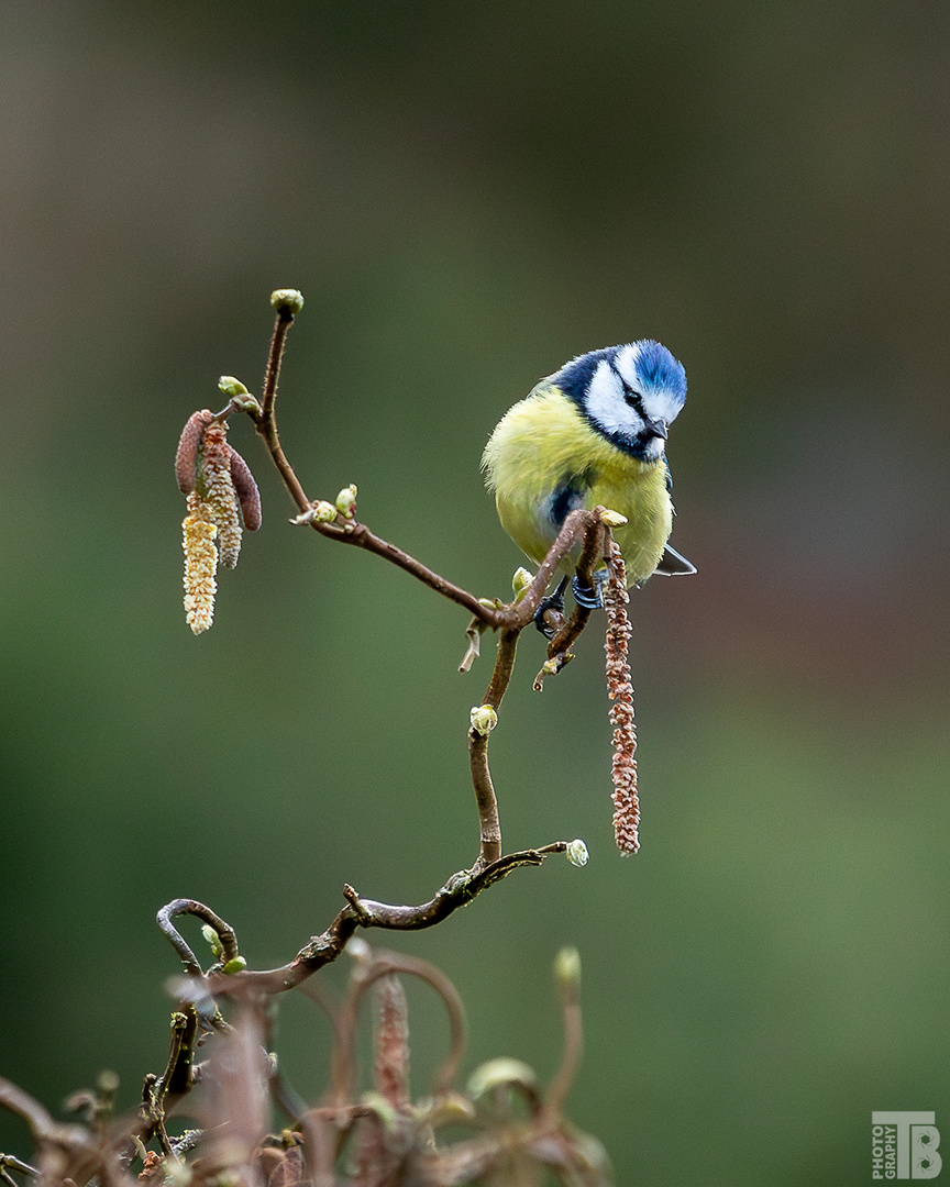 Blaumeise