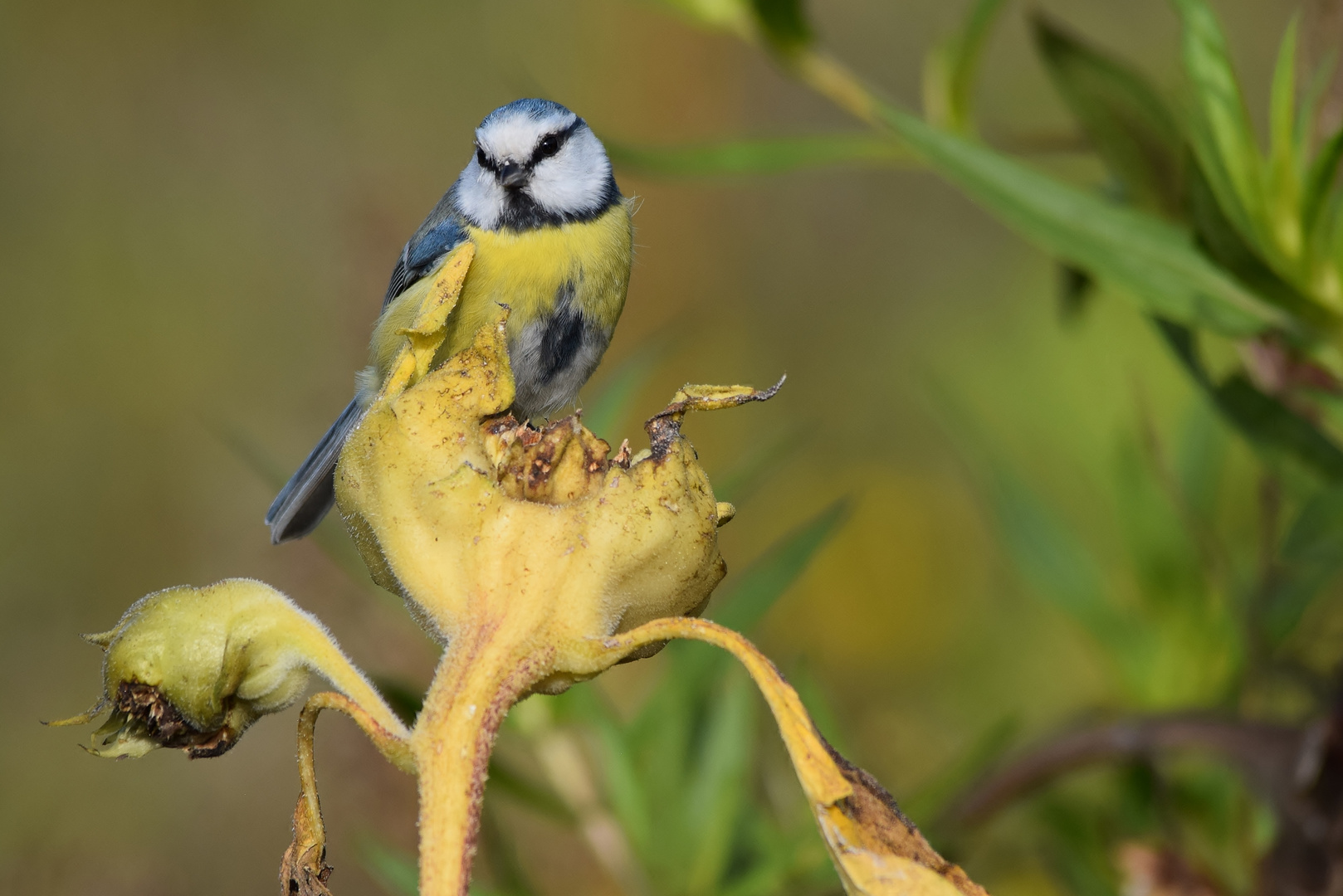 Blaumeise