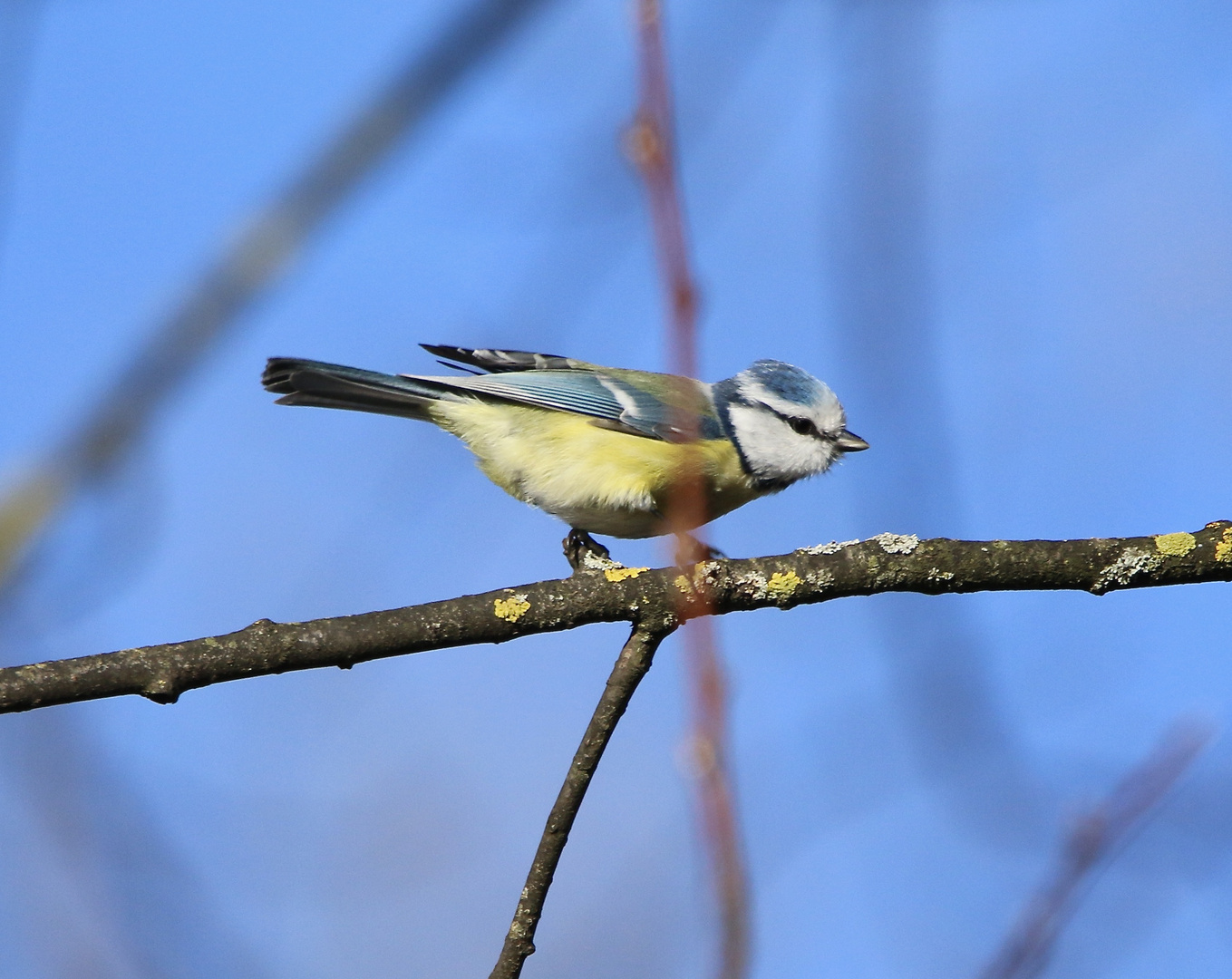 Blaumeise