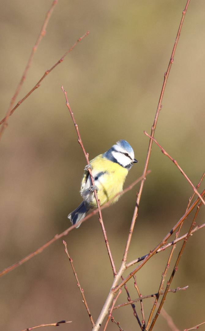 Blaumeise