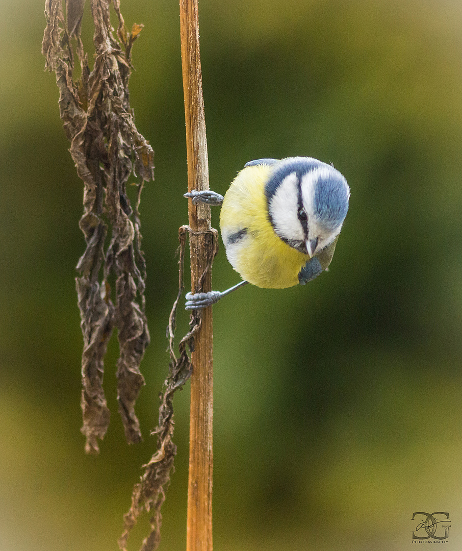 Blaumeise