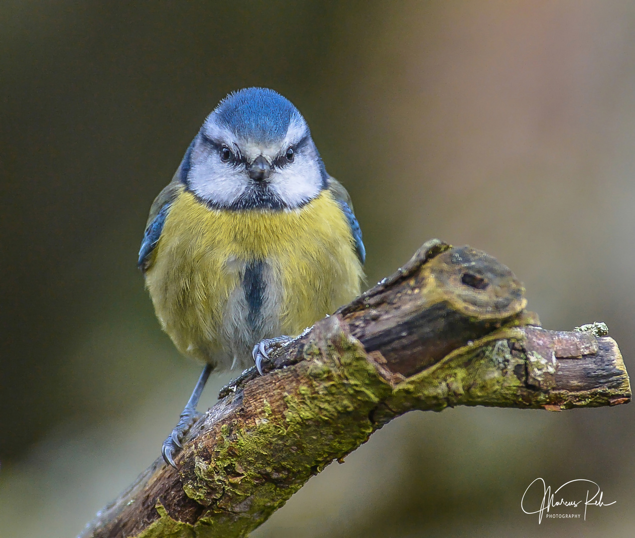 Blaumeise Foto & Bild | tiere, wildlife, wild lebende vögel Bilder