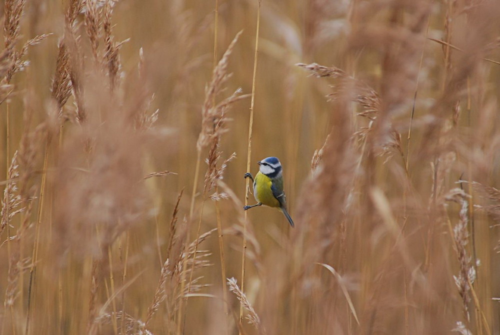 Blaumeise