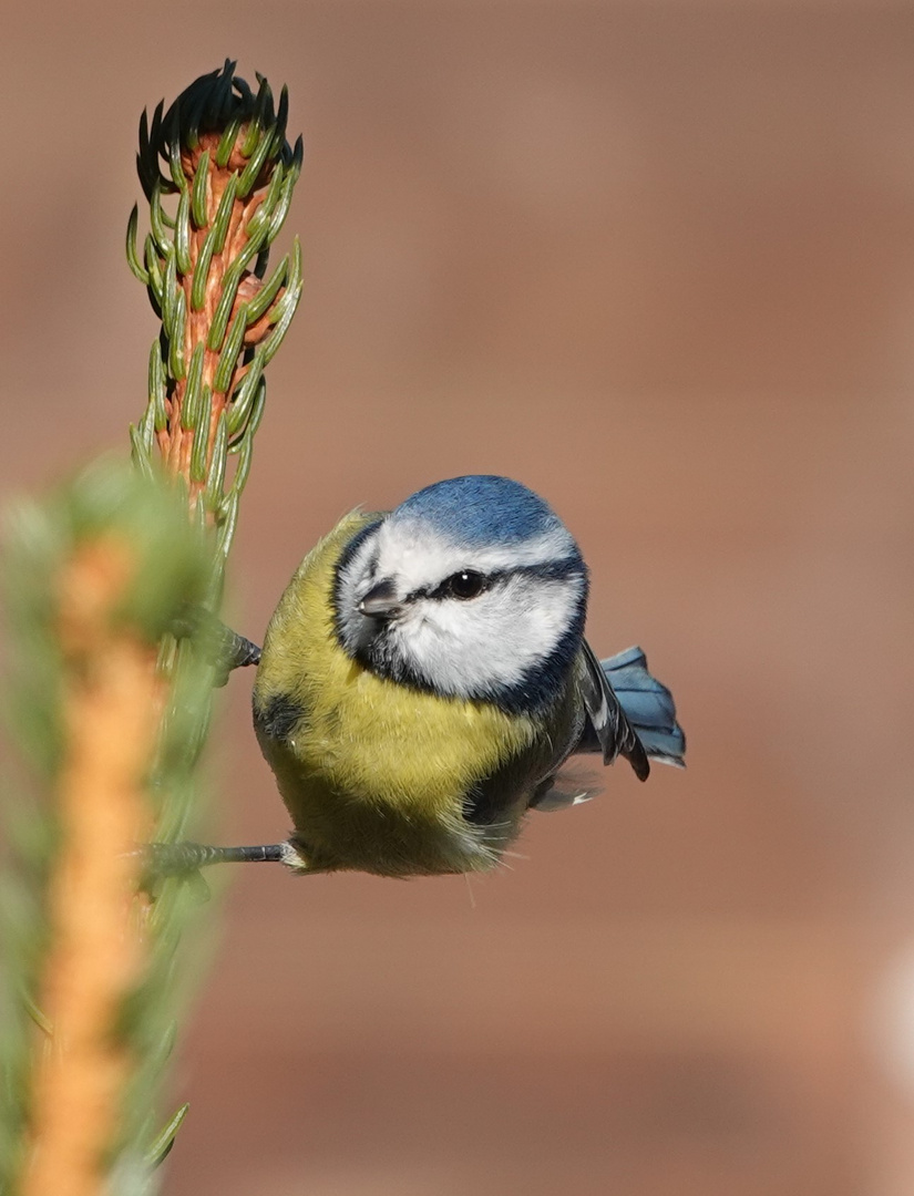 Blaumeise