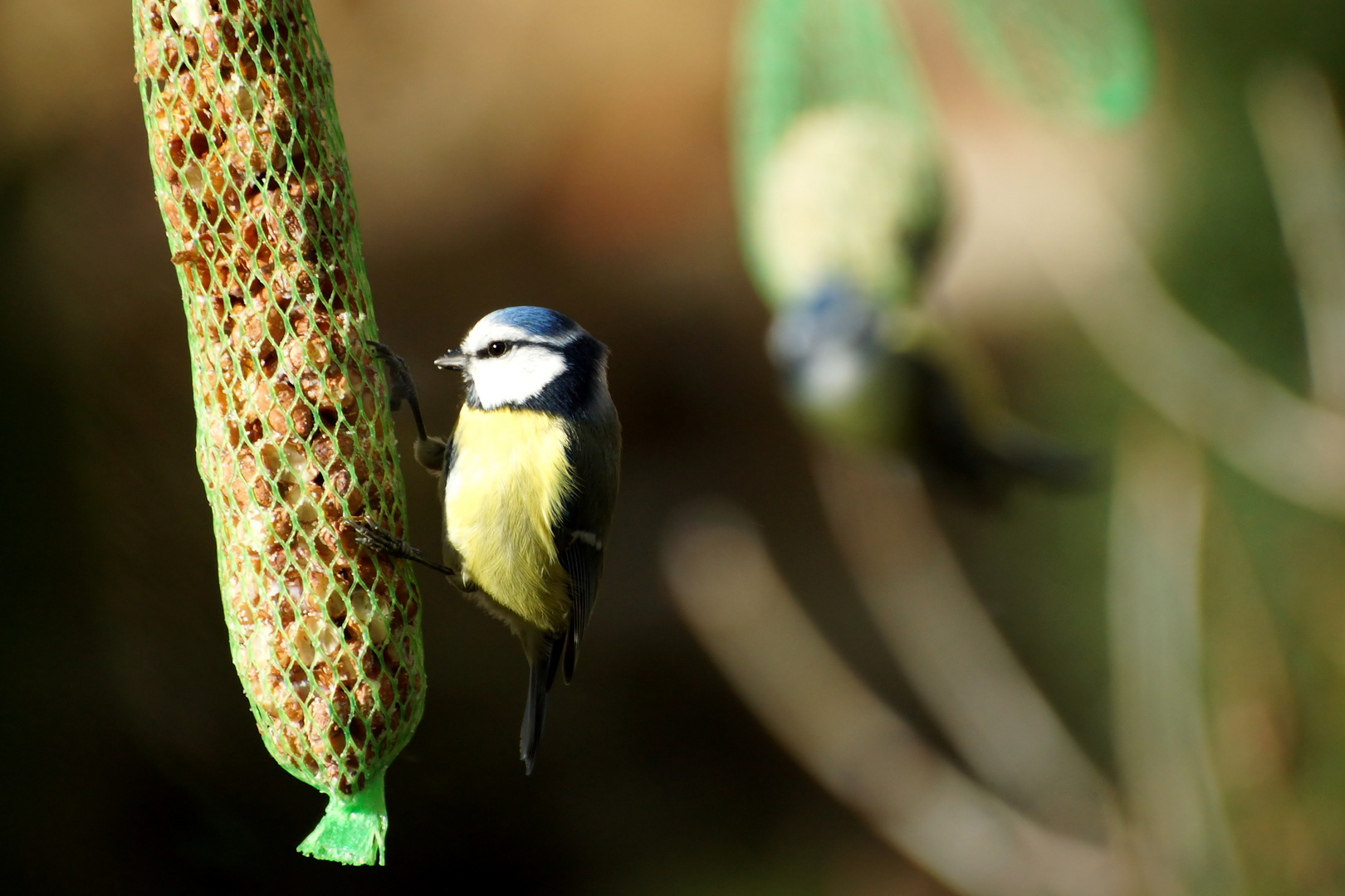 Blaumeise