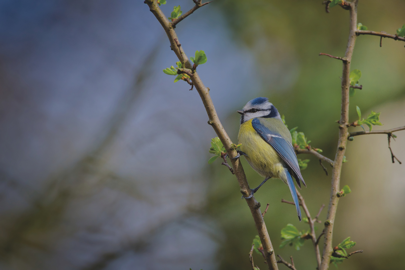 Blaumeise