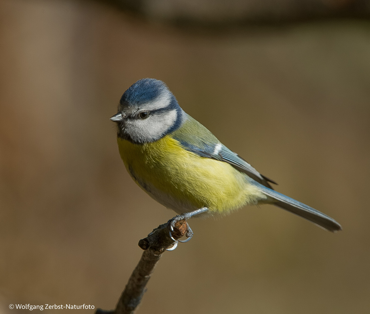 ". Blaumeise. ""