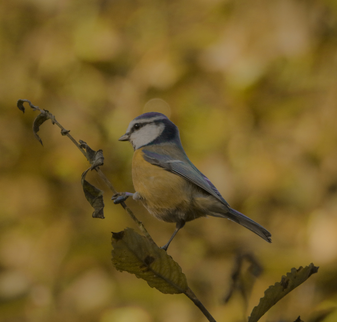 Blaumeise