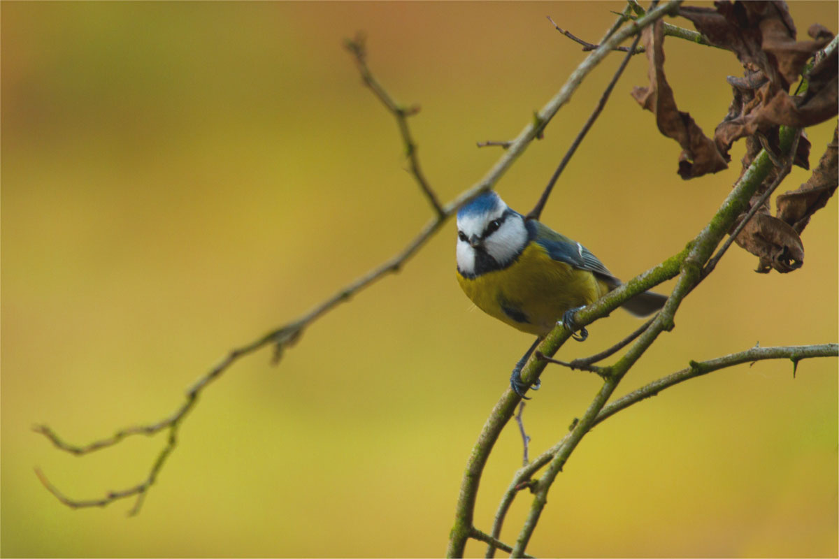 Blaumeise