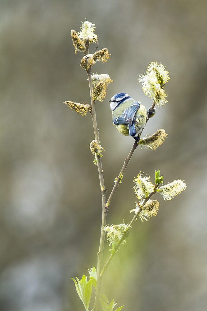 Blaumeise