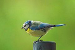 Blaumeise 