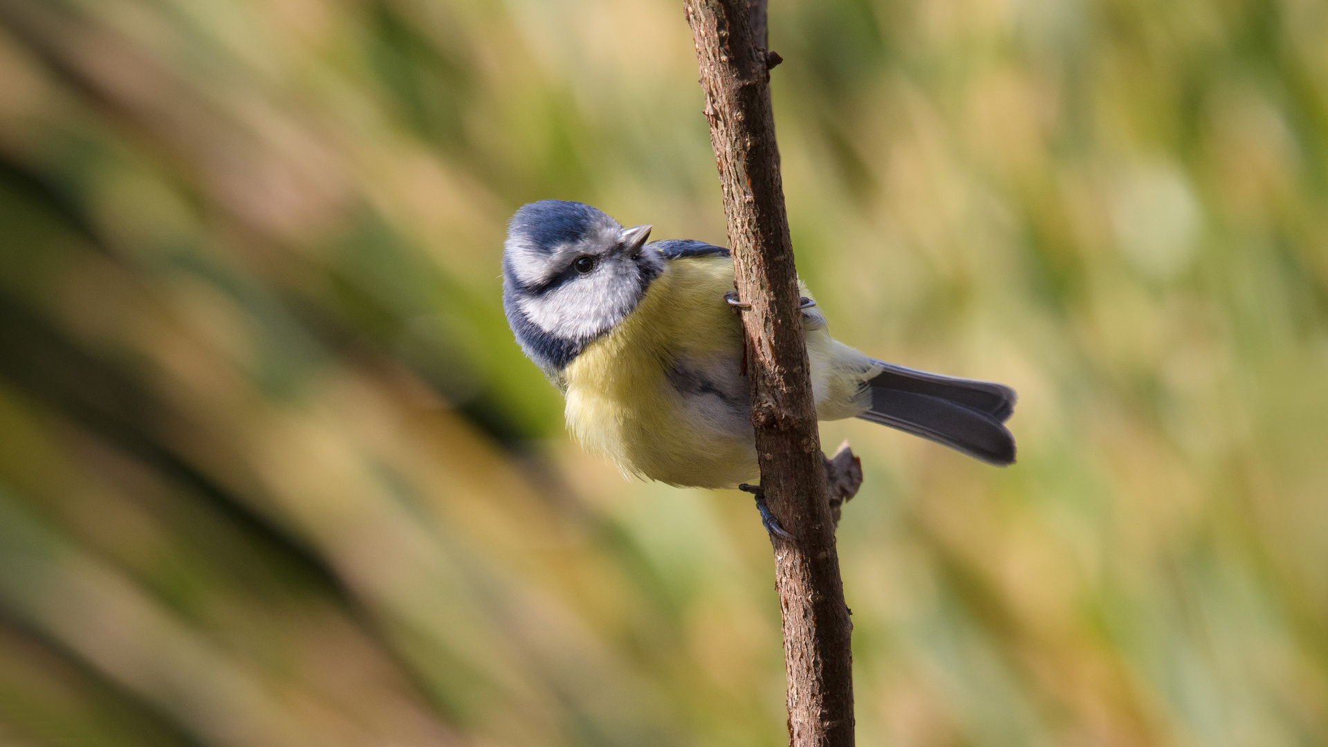 blaumeise