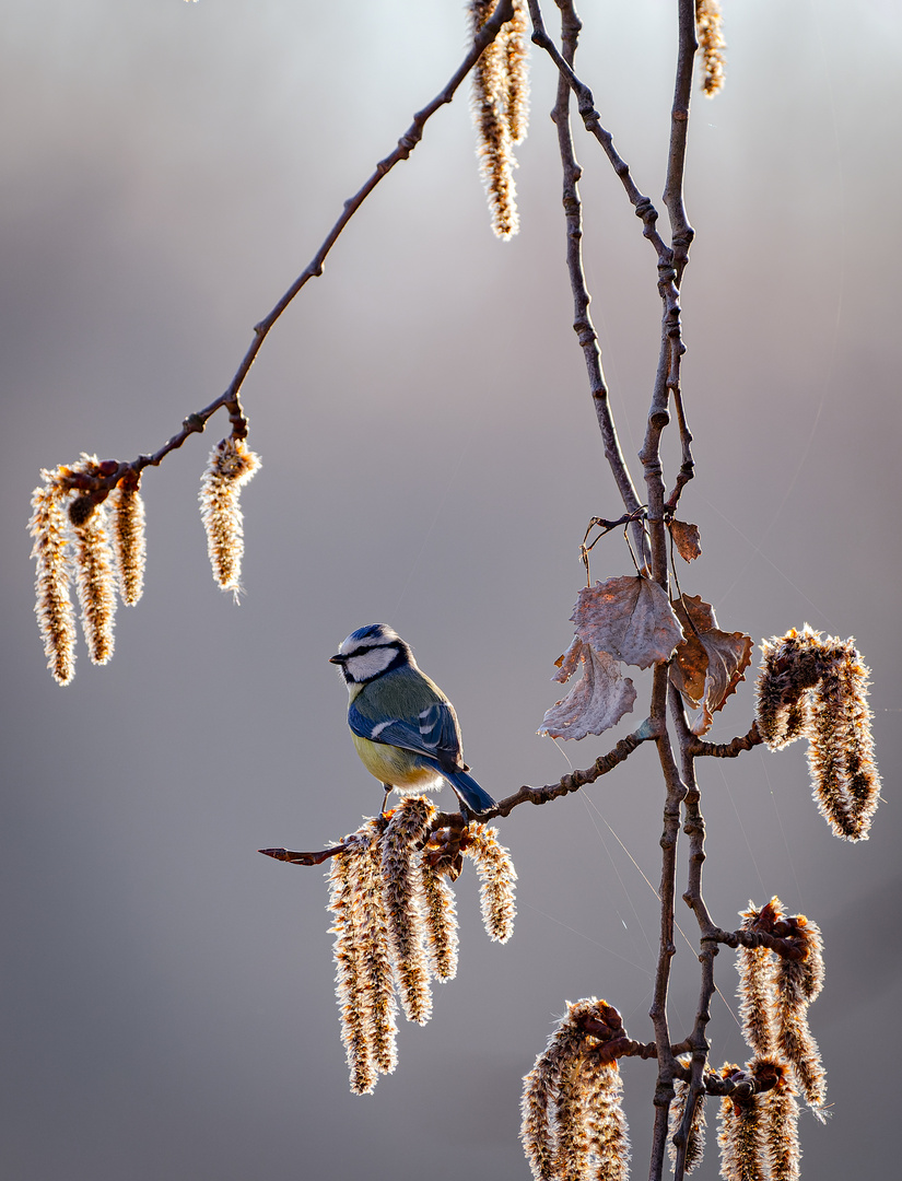 Blaumeise 