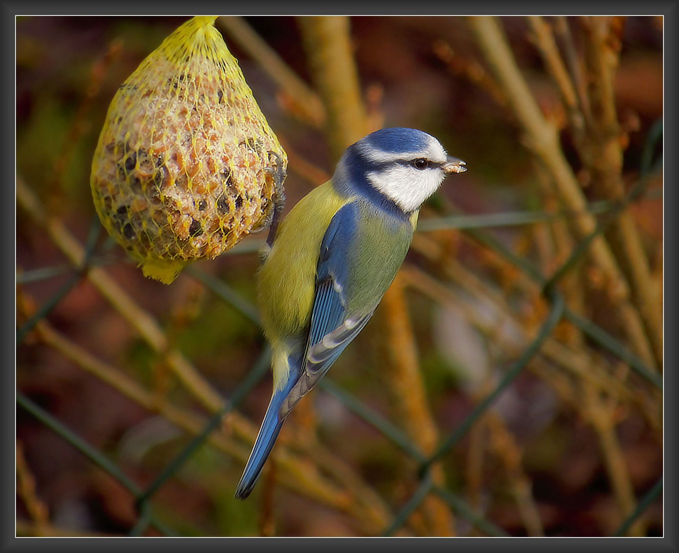 Blaumeise