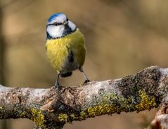 Blaumeise - aber Betrunken noch nie gesehen.