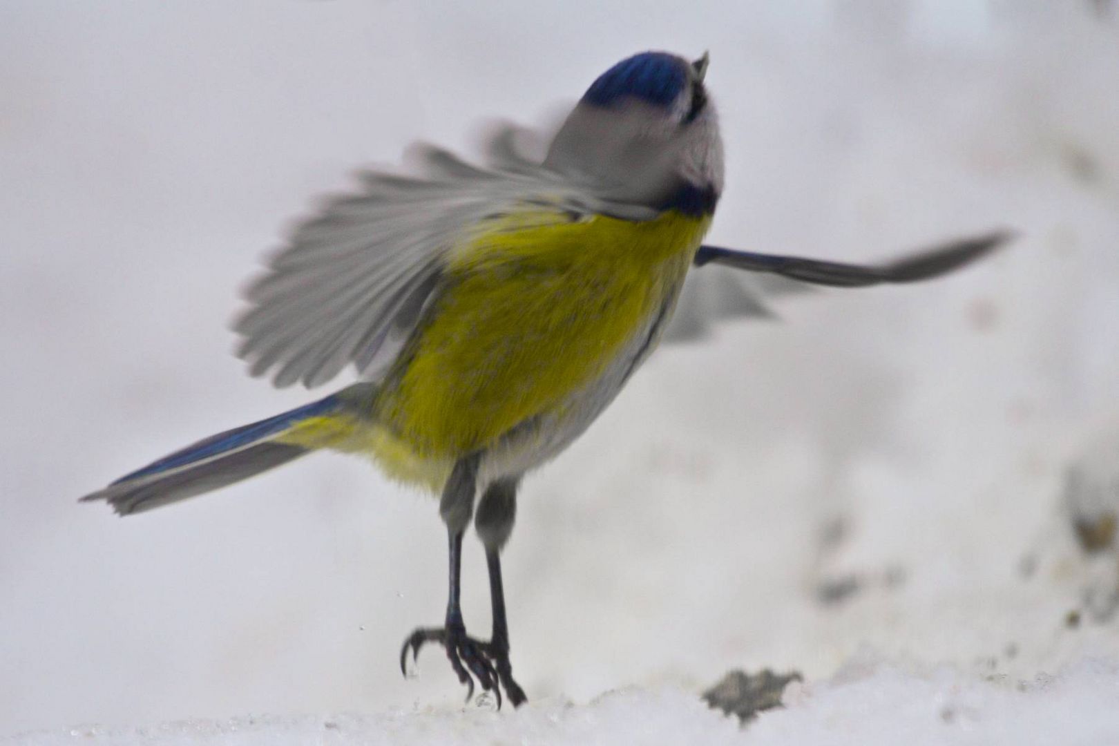 Blaumeise - Abflug