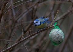 Blaumeise Abflug