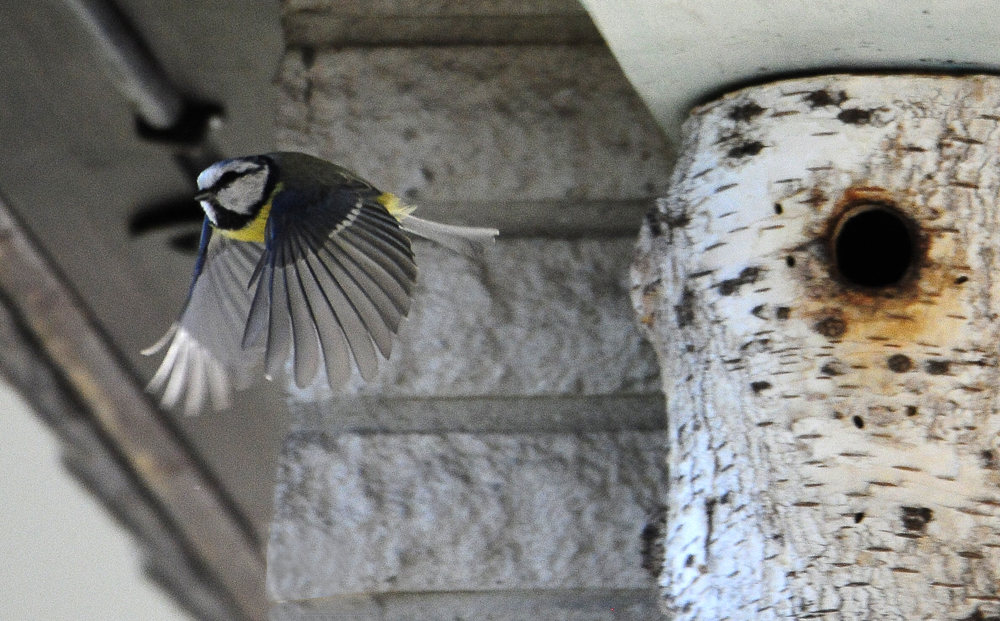 Blaumeise Abflug