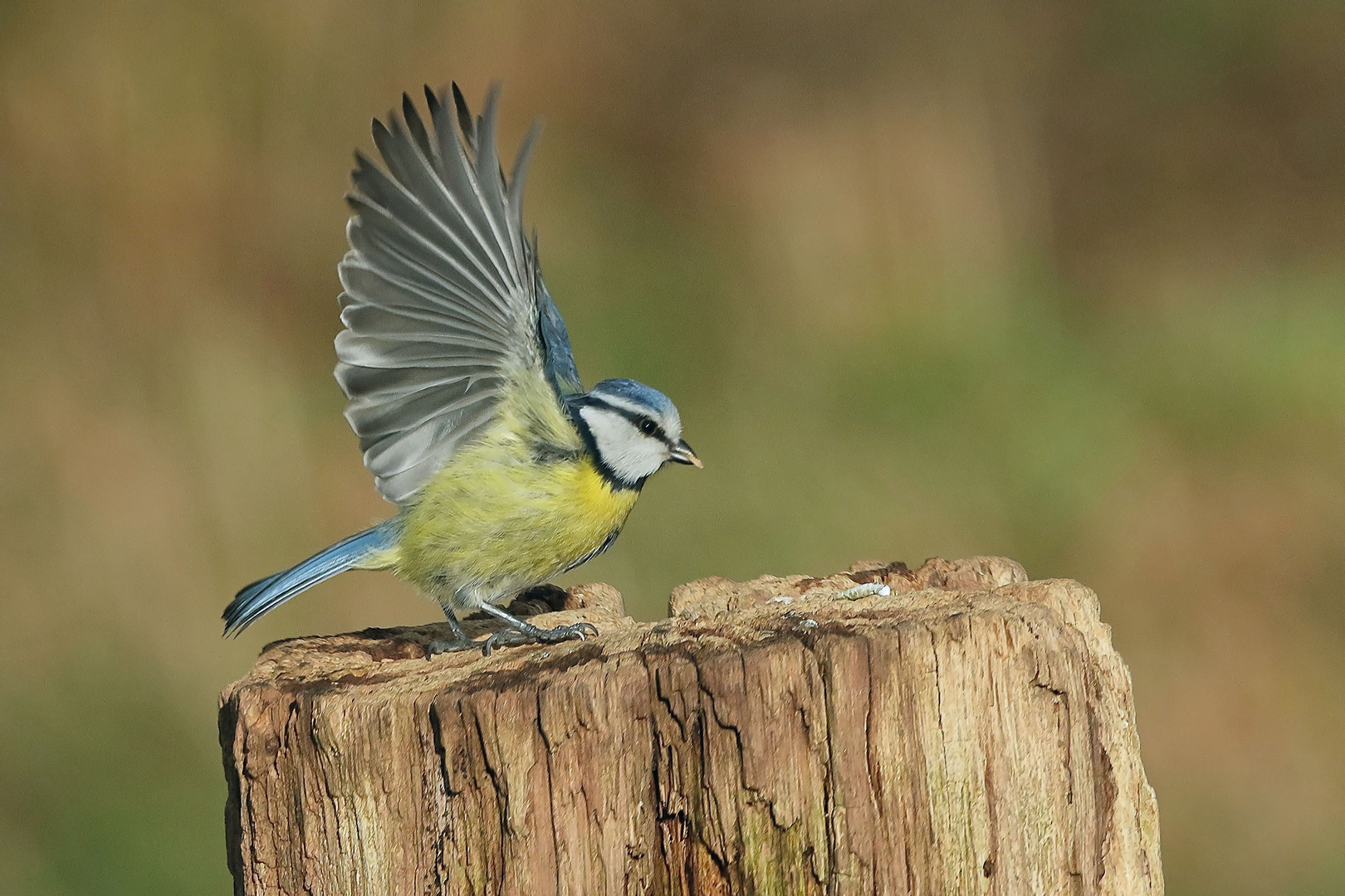 Blaumeise- Abflug