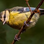 Blaumeise als Trostknipser