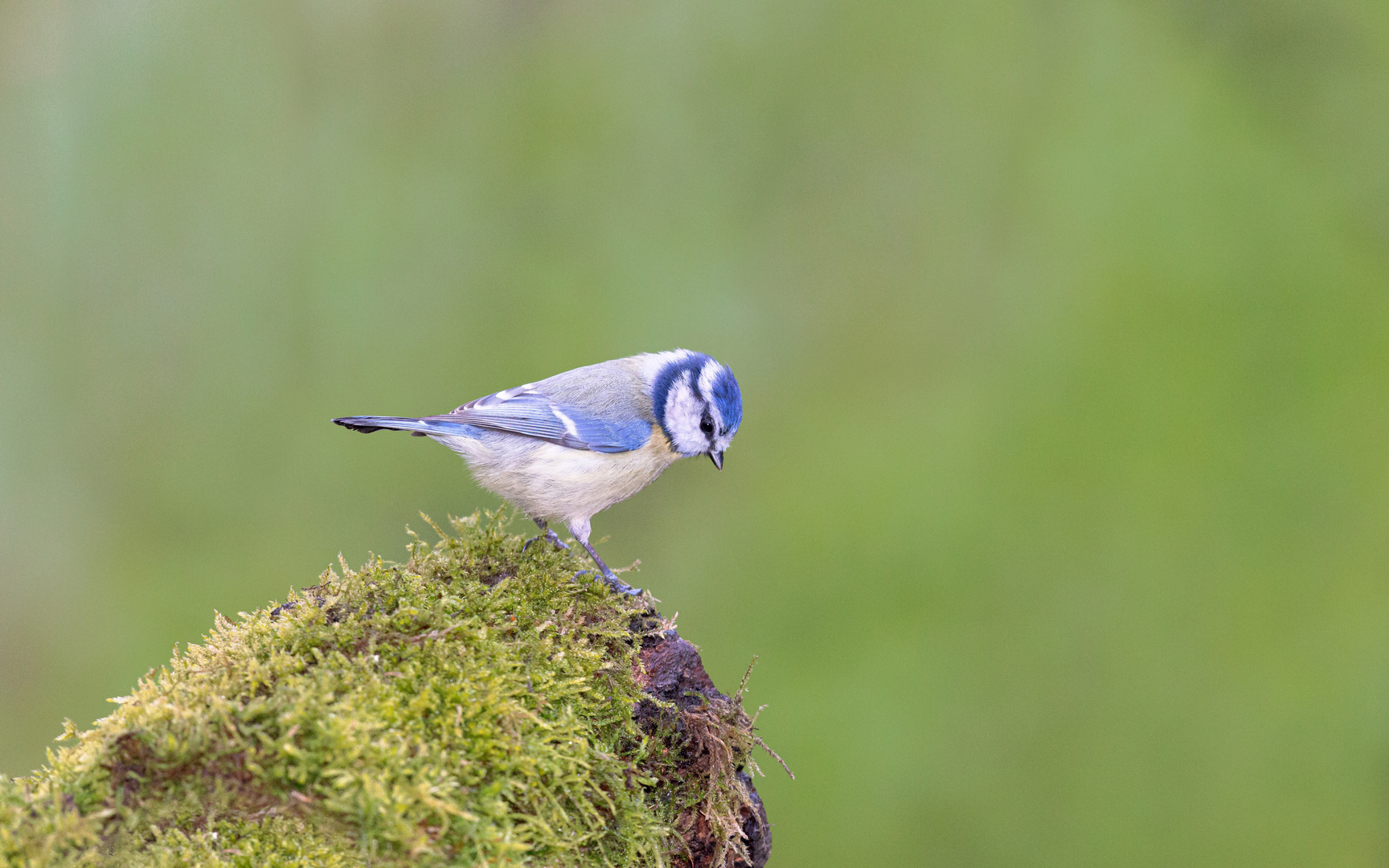 Blaumeise-Am Abgrund