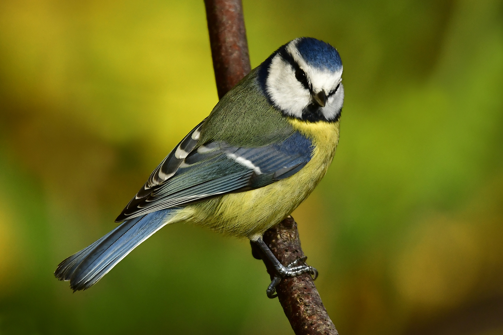 Blaumeise am Ast