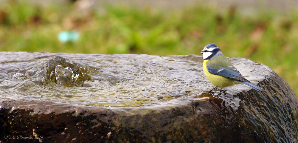 Blaumeise am Brunnen (März 2014)