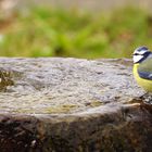 Blaumeise am Brunnen (März 2014)