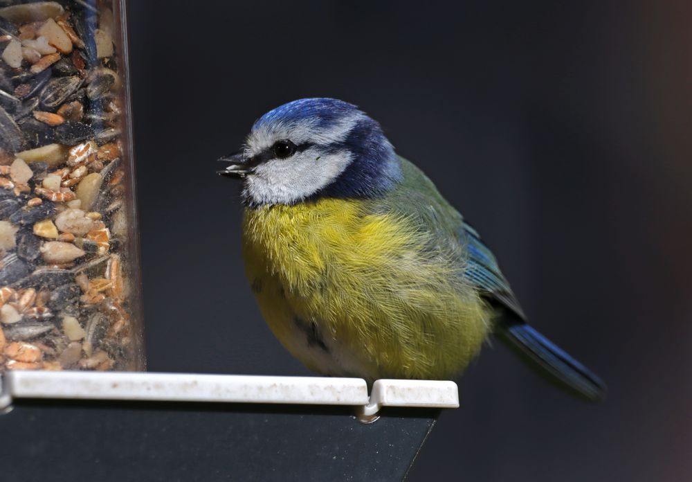 Blaumeise am Buffet