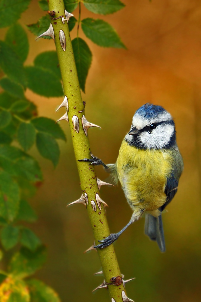 Blaumeise am Dornenzweig