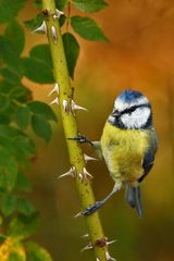 Blaumeise am Dornenzweig