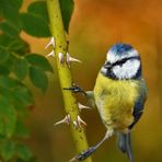 Blaumeise am Dornenzweig