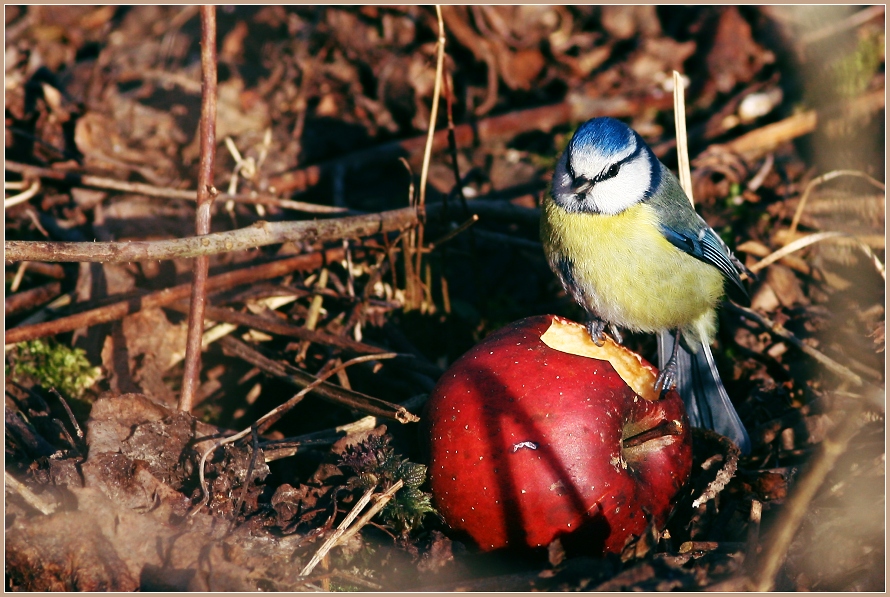 Blaumeise am Fallobst (Apfel)