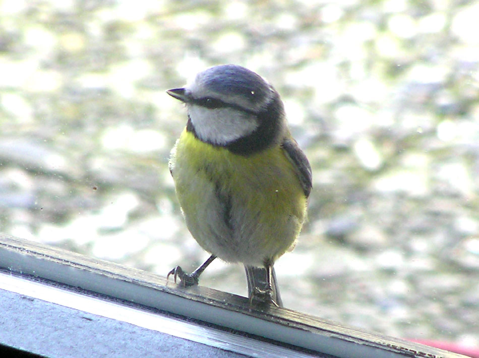 Blaumeise am Fenster