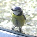 Blaumeise am Fenster