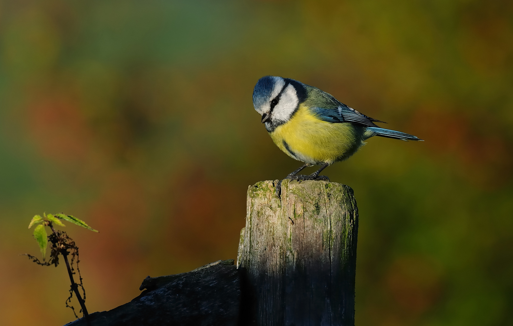 Blaumeise am frühen Morgen