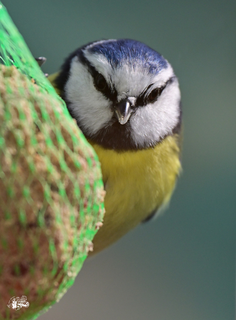 Blaumeise am Futter