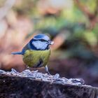 Blaumeise am Futterbuffet