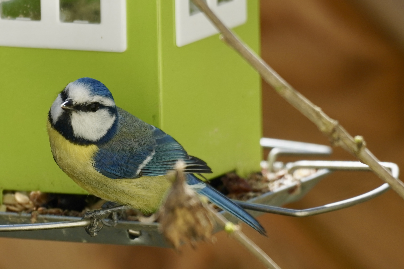 Blaumeise am Futterhäuschen