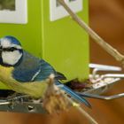 Blaumeise am Futterhäuschen