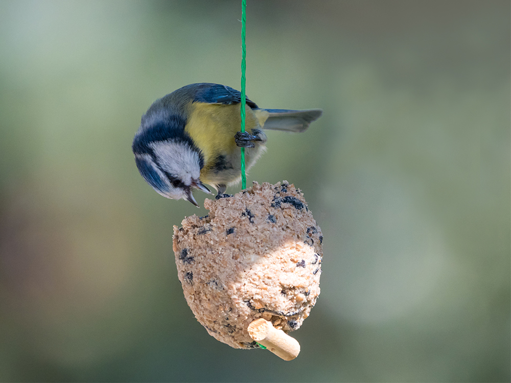 Blaumeise am Futterhäuschen