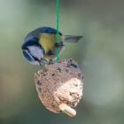 Blaumeise am Futterhäuschen