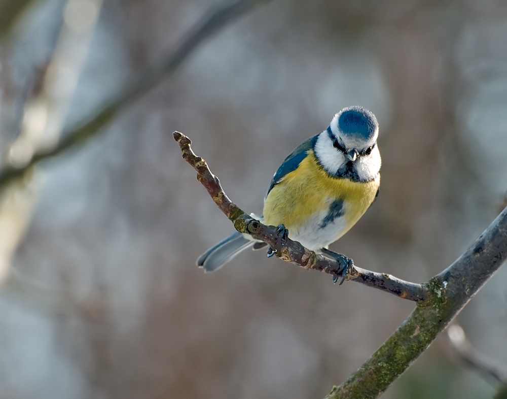 Blaumeise am Futterhäuschen Warteast