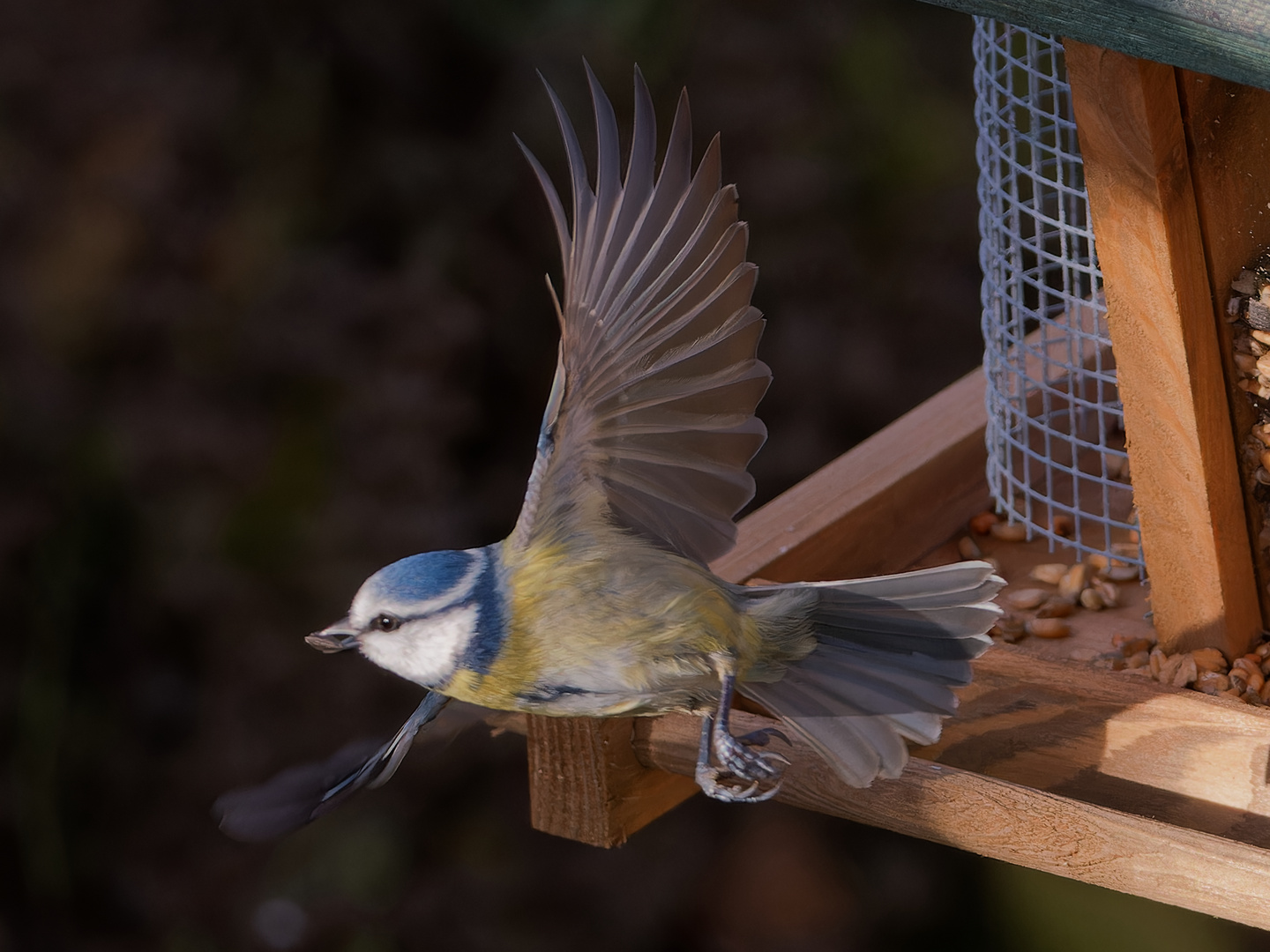 Blaumeise am Futterhaus