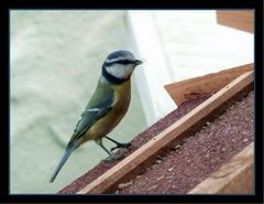 blaumeise am Futterhaus